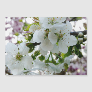 Cherry Blossom