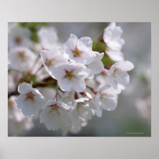 Cherry Blossom 2 Poster