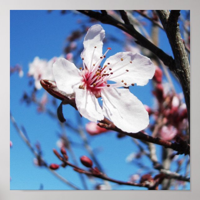 Cherry Blossom 2 Poster (Front)