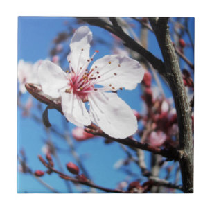 Cherry Blossom 2 Tile