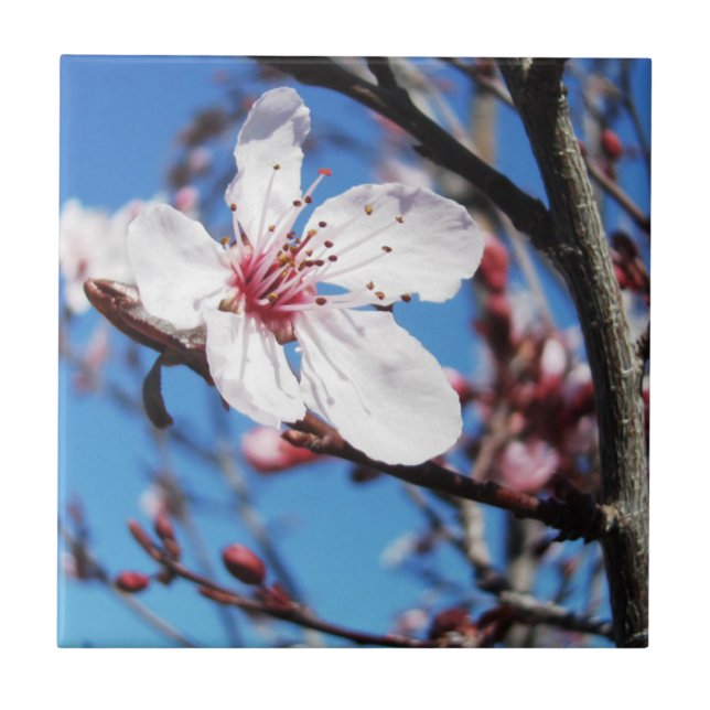 Cherry Blossom 2 Tile (Front)