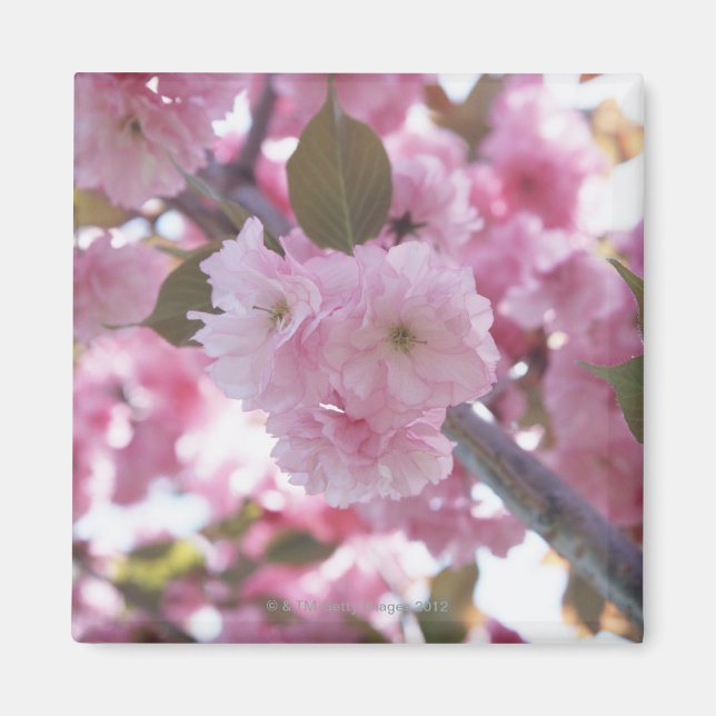 Cherry Blossom 4 Magnet (Front)