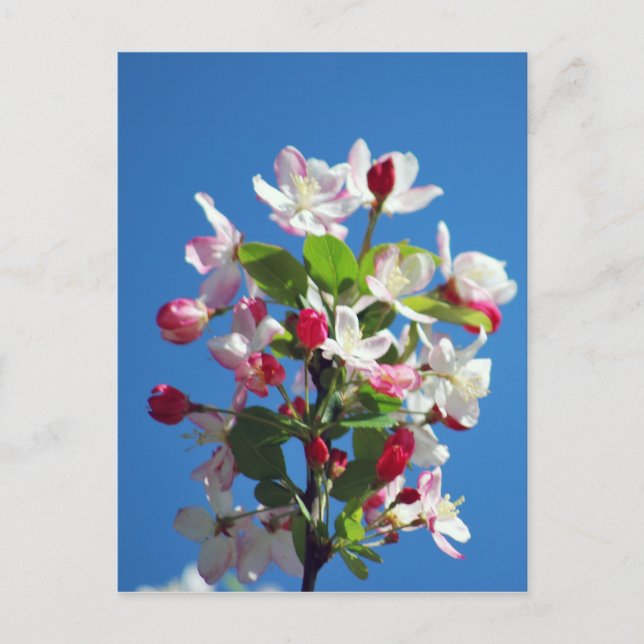 Cherry blossom and meaning postcard (Front)