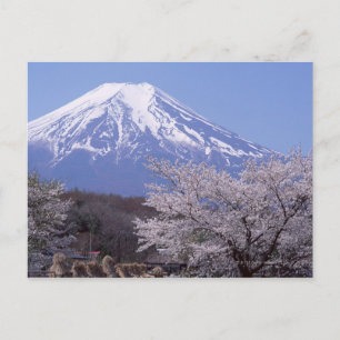 Cherry Blossom and Mt. Fuji Postcard