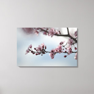 Cherry Blossom and Sky Canvas Print