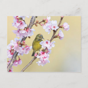 Cherry Blossom and Warbler Postcard