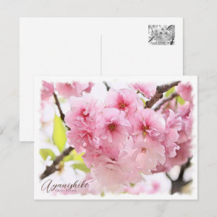 Cherry Blossom "Ayanishiki" Postcard