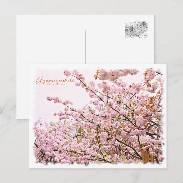 Cherry Blossom "Azuma-nishiki" Postcard (Front/Back)