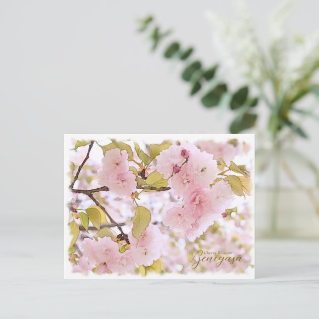 Cherry Blossom "Benigasa" Postcard (Standing Front)