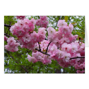 Cherry blossom branch