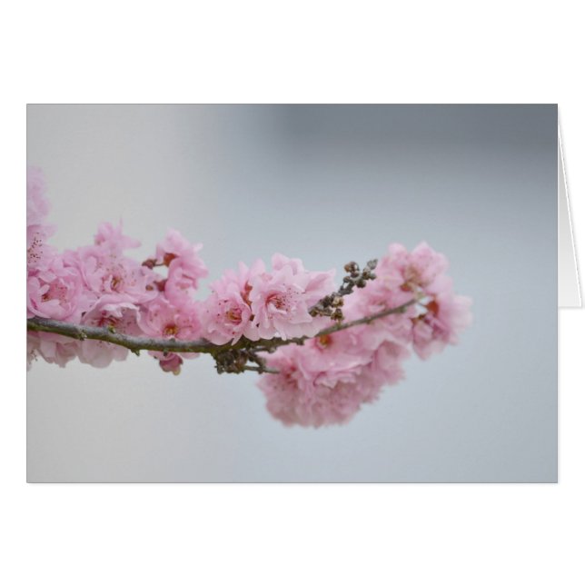 Cherry Blossom Branch (Front Horizontal)