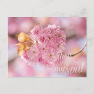 Cherry Blossom Branch Spring Text Postcard