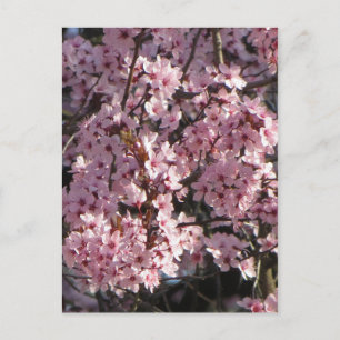 Cherry Blossom Bundle Postcard
