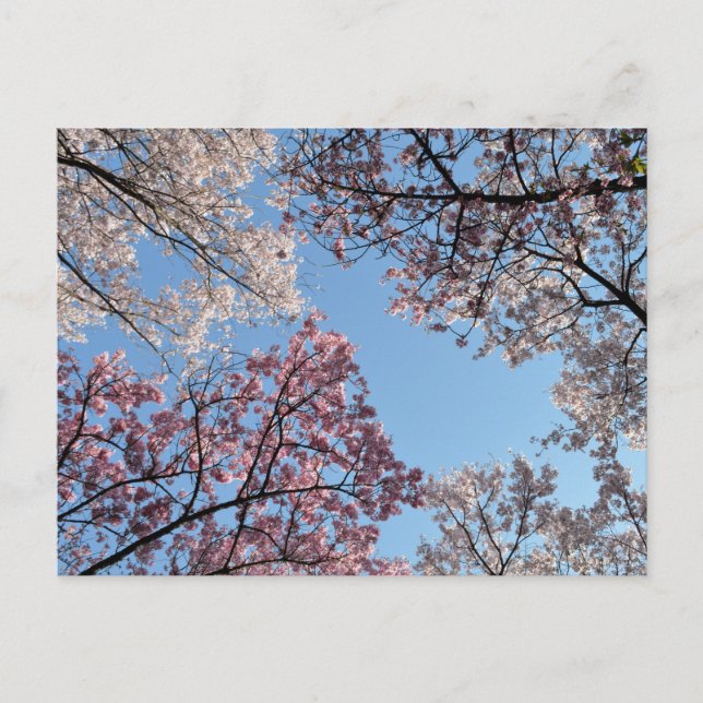 Cherry Blossom Canopy: Tokyo, Japan Postcard (Front)