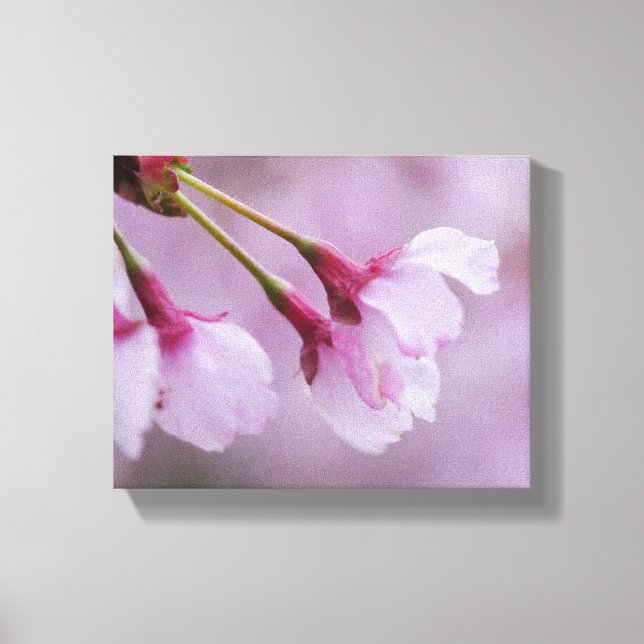 Cherry Blossom Canvas Print (Front)