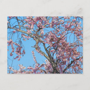 Cherry Blossom. Cardiff, Wales Postcard