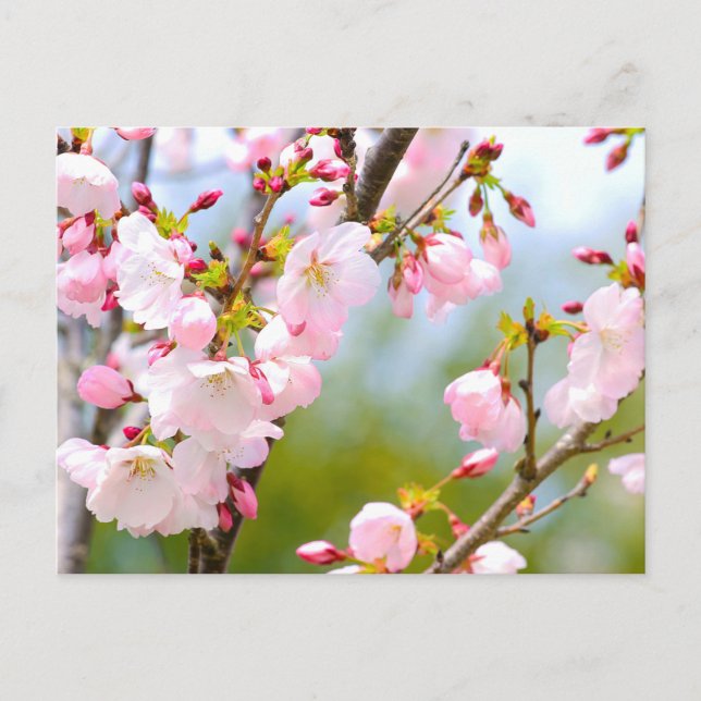 Cherry Blossom Close Up Postcard (Front)