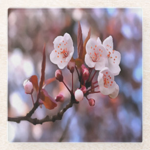 Cherry Blossom Cluster With A Pink and Blue  Glass Coaster
