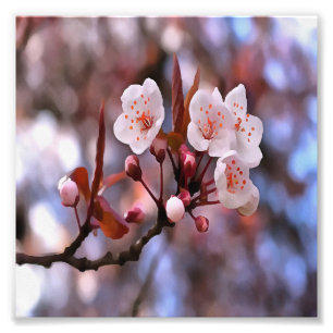 Cherry Blossom Cluster With A Pink and Blue Photo Print