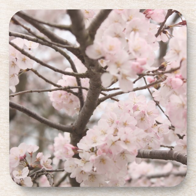 Cherry Blossom Coaster (Front)