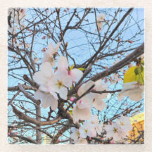Cherry Blossom Coaster