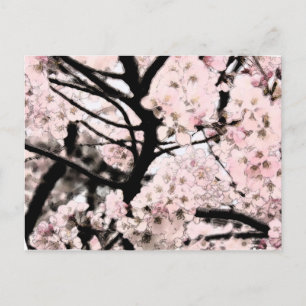 Cherry Blossom Edited Postcard