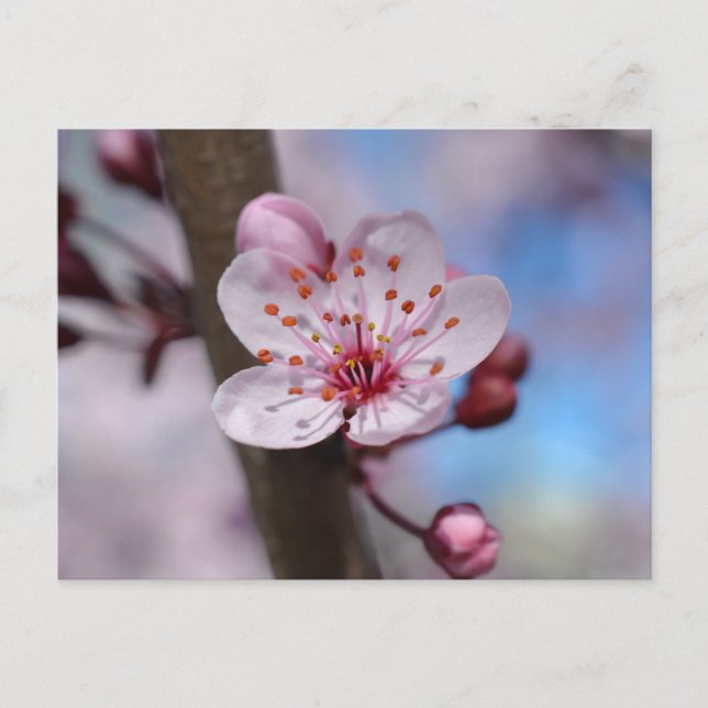 Cherry Blossom Flower Postcard (Front)