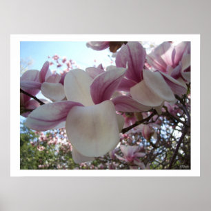 Cherry Blossom Flower Poster