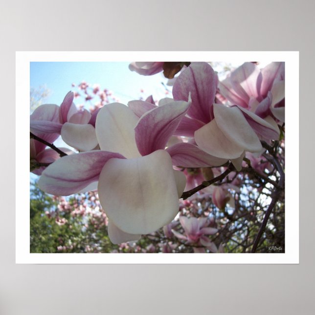 Cherry Blossom Flower Poster (Front)