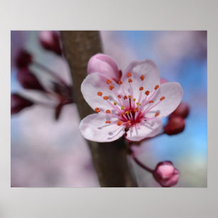 Cherry Blossom Flower Poster