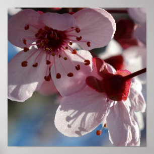Cherry Blossom Flowers macro photography Poster