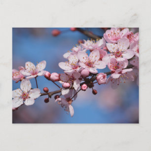 Cherry Blossom Flowers Postcard