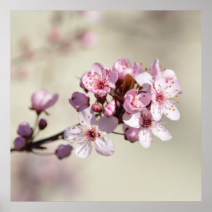 Cherry Blossom Flowers Poster