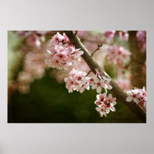 Cherry Blossom Flowers Poster