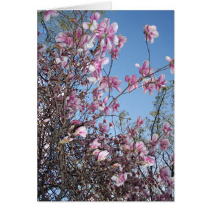 Cherry Blossom Greeting