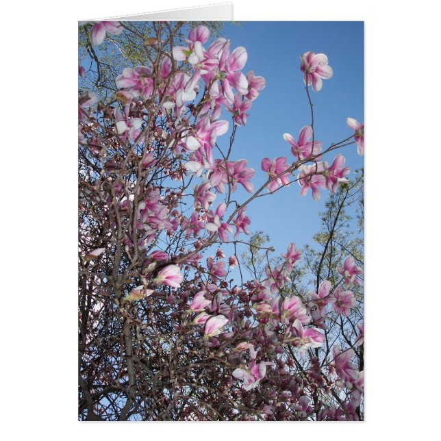 Cherry Blossom Greeting (Front)