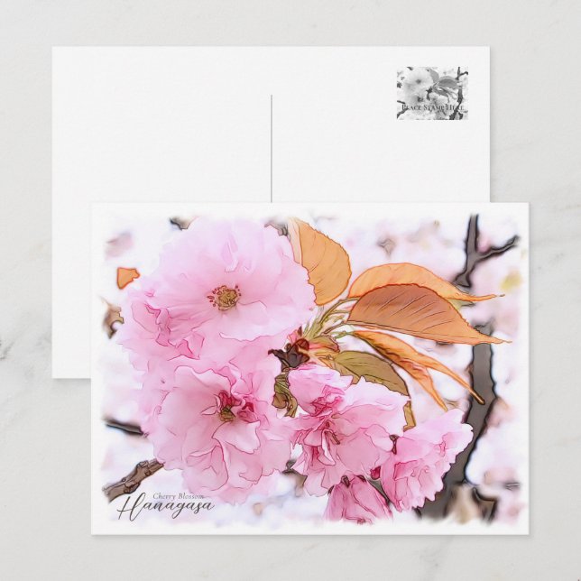 Cherry Blossom "Hanagasa" Postcard (Front/Back)