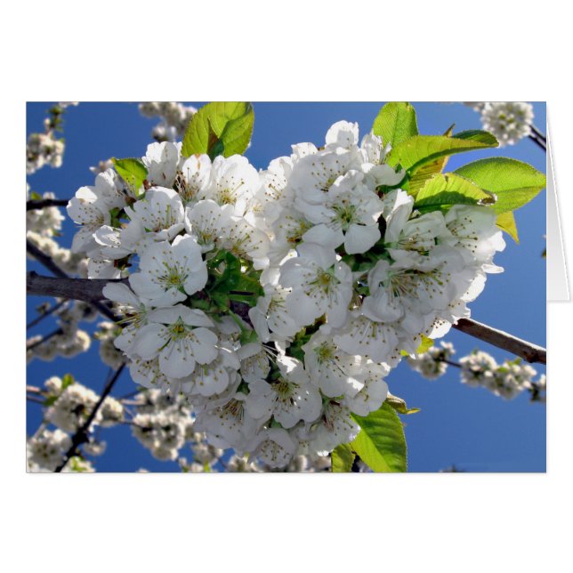 Cherry blossom heart (Front Horizontal)