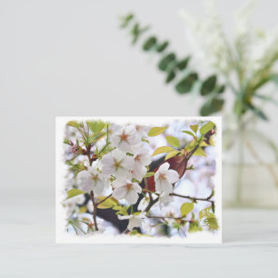 Cherry Blossom: Hotate Postcard