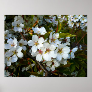 Cherry Blossom II Poster
