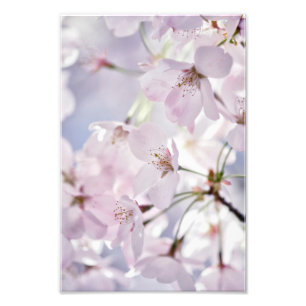 Cherry Blossom in Light Pink and Blue Photo Print