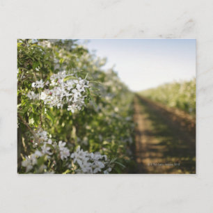 Cherry blossom in orchard of espaliered trees postcard