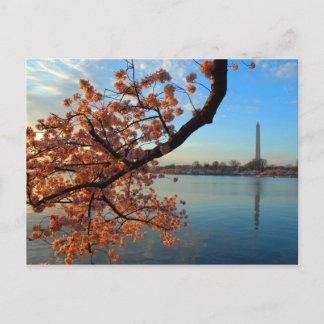 Cherry Blossom in  Washington D.C. Postcard