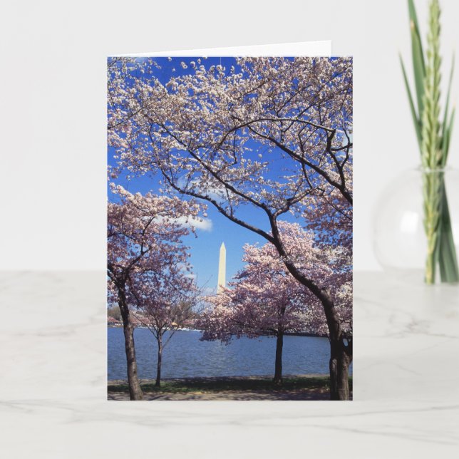 Cherry blossom in Washington DC Card (Front)