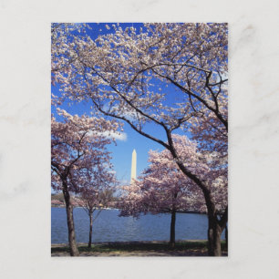 Cherry blossom in Washington DC Postcard