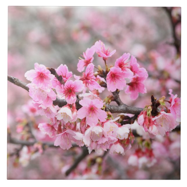 Cherry blossom Japan floral pink pretty unique Cer Tile (Front)
