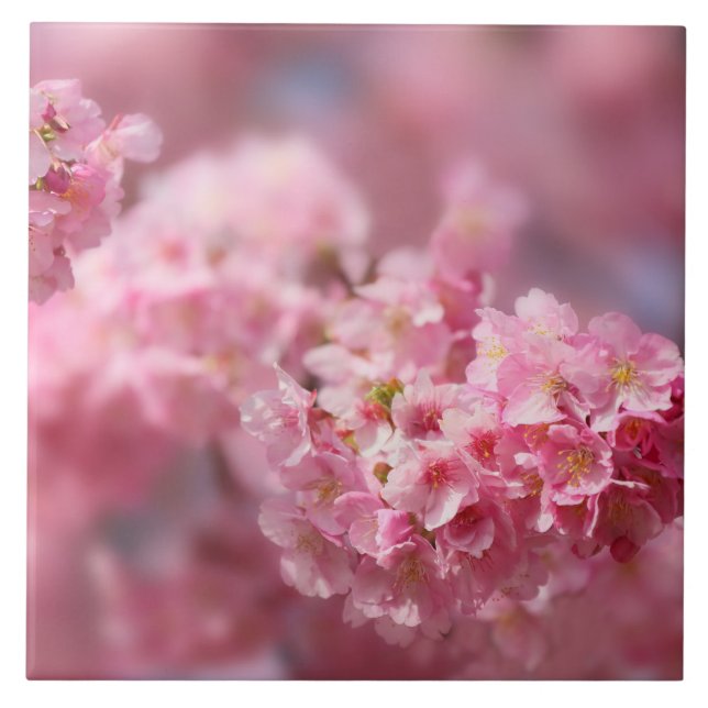Cherry blossom Japan floral pink pretty unique Cer Tile (Front)