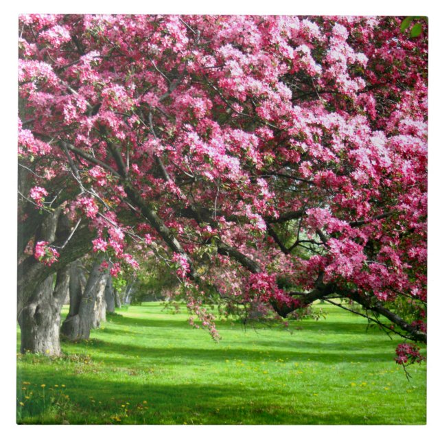 Cherry blossom Japan floral pink pretty unique Tile (Front)