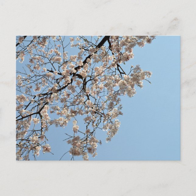 Cherry Blossom: Japan Postcard (Front)