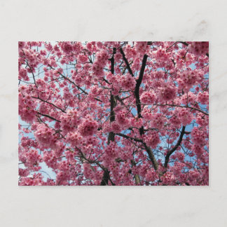 Cherry Blossom: Japan Postcard